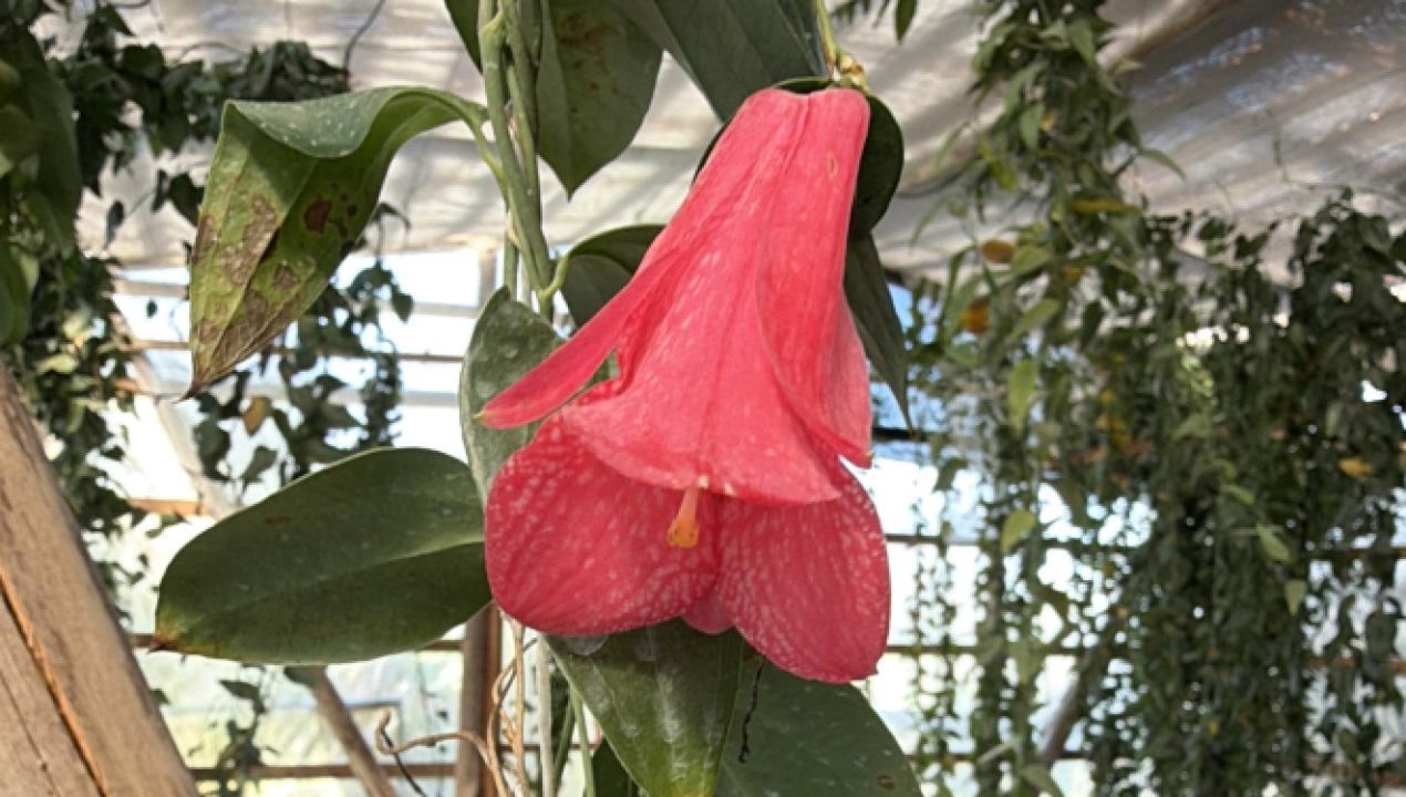 /sag-biobio-fiscaliza-vivero-de-copihues