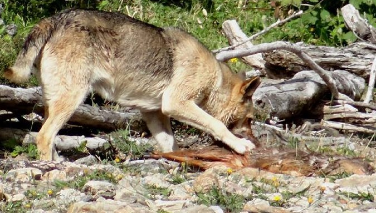 /region-de-los-lagos-concentra-el-40-de-los-ataques-de-perros-asilvestrados