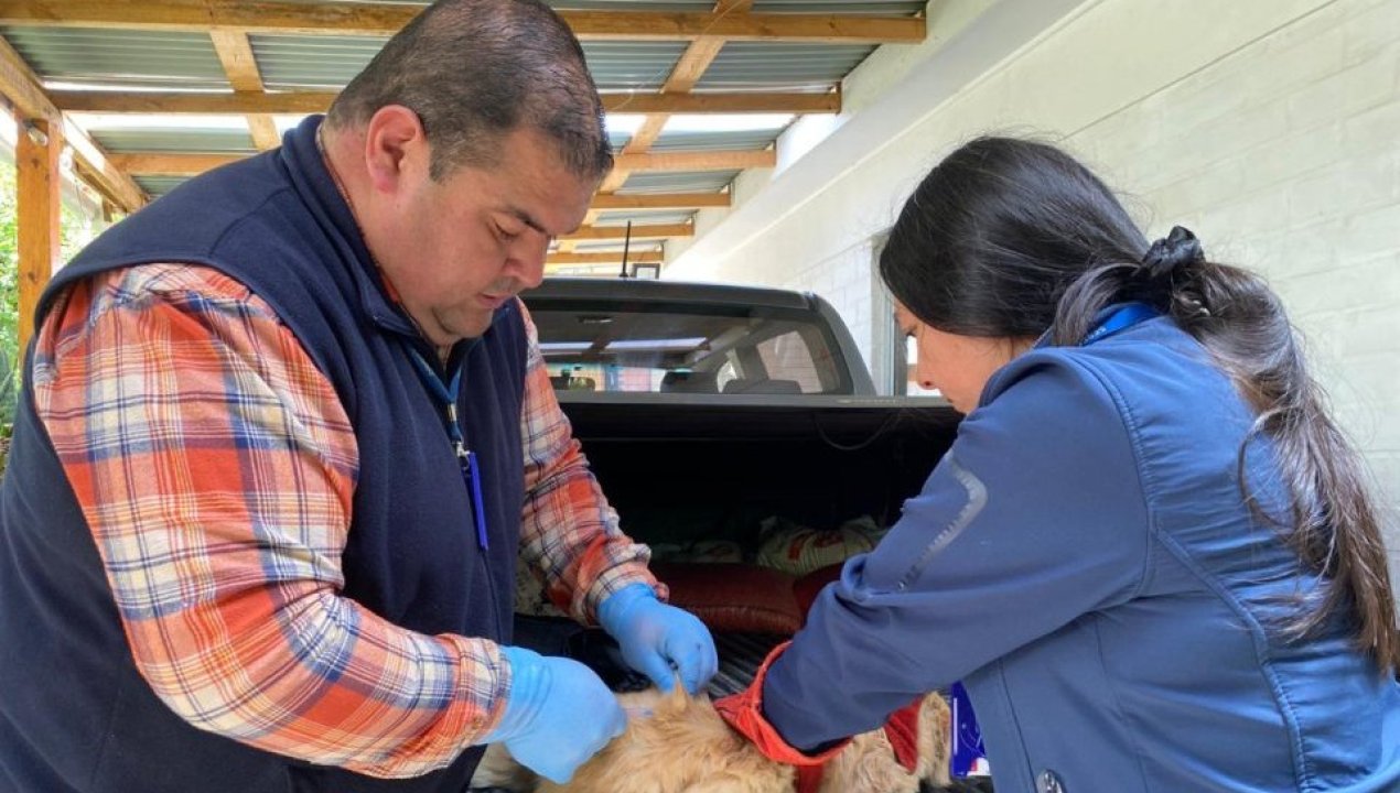 /confirman-dos-nuevos-casos-de-murcielagos-positivos-a-rabia