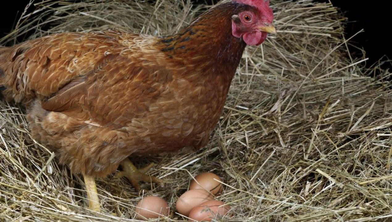 /tendencias/ciencia/flora-y-fauna/fue-el-huevo-o-la-gallina-que-vino-primero