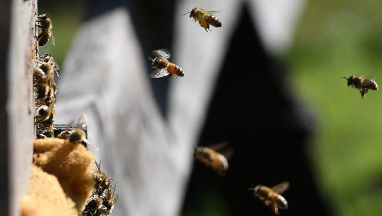 /regionales/region-del-biobio/envian-abejas-reinas-y-nodrizas-desde-santa-barbara-hacia-canada