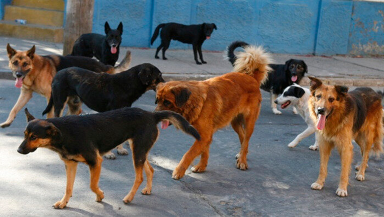 /regionales/region-de-antofagasta/intervenciones-buscan-aminorar-sobrepoblacion-de-perros-en-region-de