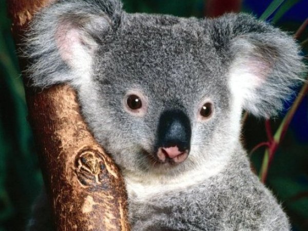 Controversia en Australia por sacrificación masiva de koalas tras incendio forestal