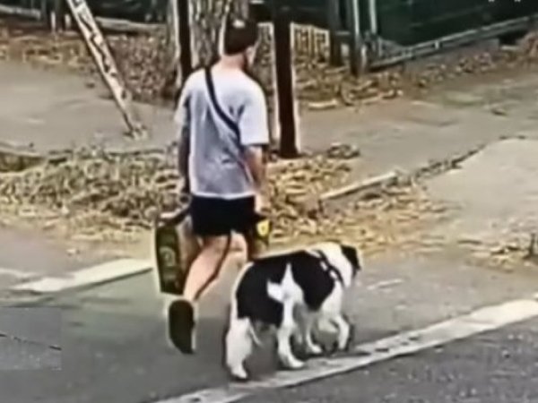 Culpan al perro: abogado da inusual explicación ante triple homicidio en La Reina