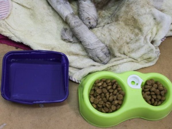 Incendios forestales en Ñuble y Biobío: habilitan atención veterinaria gratuita para mascotas y fauna silvestre