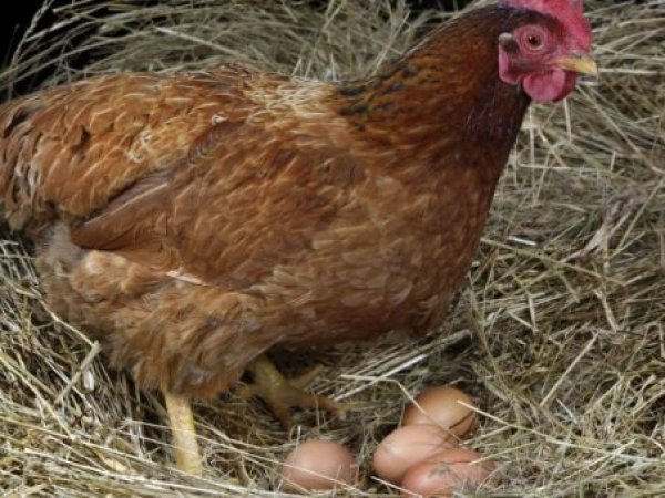 Alerta sanitaria: se detectaron nueve casos de gripe aviar en diferentes regiones del país