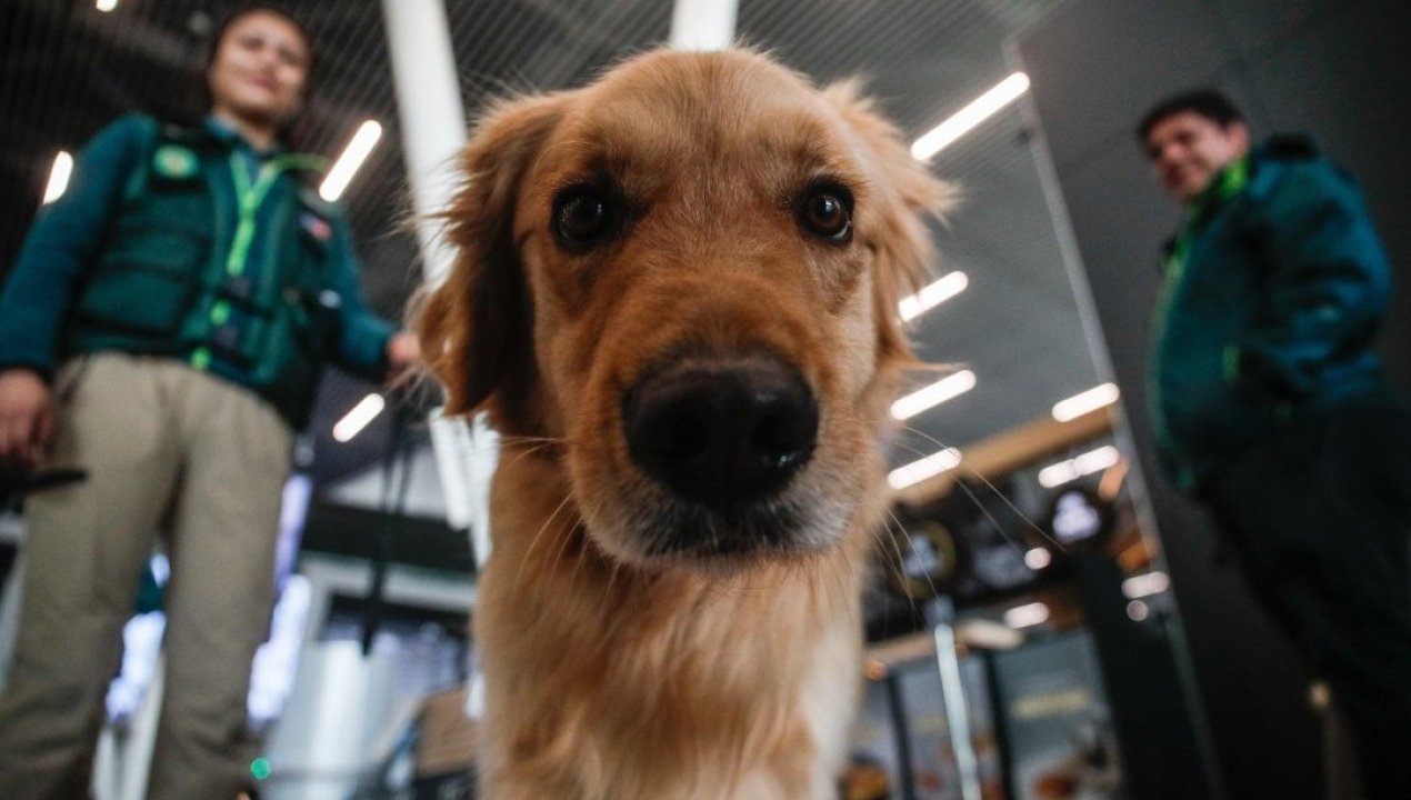 /actualidad/animales/sag-exigira-microchip-o-tatuaje-para-el-ingreso-de-perros-y-gatos-a-chile