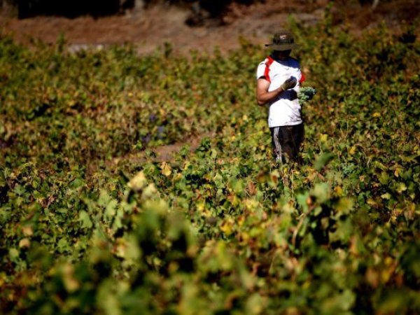 Migraciones y Agricultura modifican decreto para facilitar la contratación de temporeros