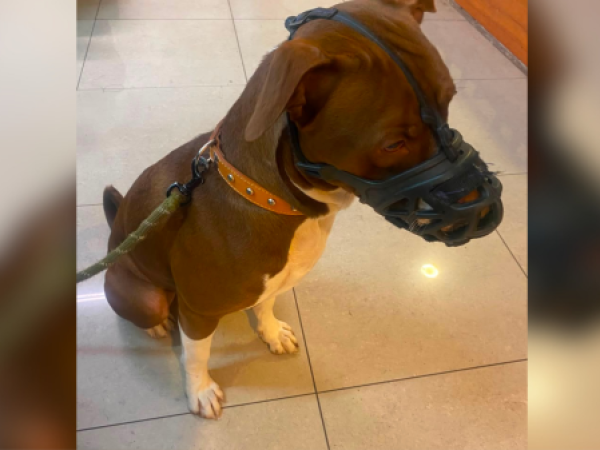 Hombre es detenido por maltratar a cachorro pitbull en Ñuñoa