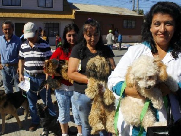 Para perros y gatos: Minsal realiza jornadas de vacunación contra la rabia